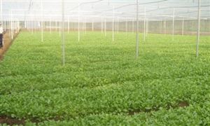 中國生物農業行業市場規劃及未來潛力預測