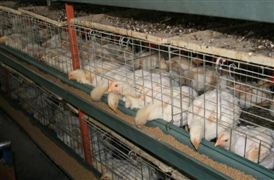 2022中國家禽飼養產業現狀及細分領域發展調研