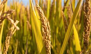 全力以赴奪取秋糧豐收 確保全年糧食產(chǎn)量保持在1.3萬(wàn)億斤以上