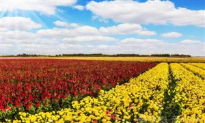 2022年觀光農業行業現狀及發展前景分析報告