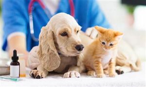 寵物醫院行業分析 線上寵物醫療興起