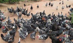 特種養殖行業發展前景及投資價值分析2022