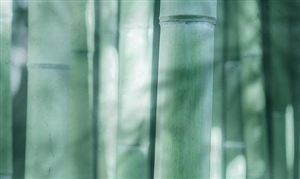 2022竹材行業發展前景分析 標準化引領竹產業高質量發展