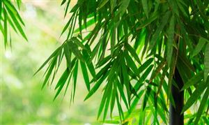 竹業市場發展規劃分析 竹業市場發展前景預測