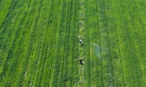 全國(guó)秋糧收獲超98% 預(yù)計(jì)今年冬油菜面積將穩(wěn)定在1億畝以上