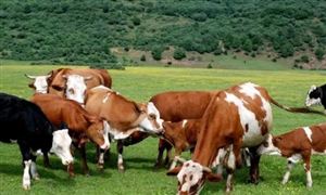 “十四五”畜牧業(yè)發(fā)展機(jī)遇 畜牧業(yè)產(chǎn)業(yè)運(yùn)行現(xiàn)狀及投資分析