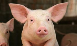 生豬價格怎么走？國家發(fā)改委最新發(fā)聲 生豬行業(yè)市場現(xiàn)狀分析