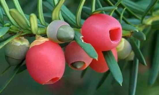 紫杉醇原料藥市場價格 中國紫杉醇原料藥行業發展趨勢預測