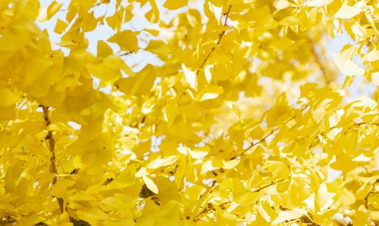 銀杏葉提取物行業(yè)市場前景如何? 銀杏葉提取物市場投資前景分析2023 