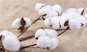棉花貿(mào)易行業(yè)市場(chǎng)深度分析報(bào)告2023
