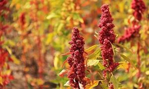 藜麥行業種植面積及產量 藜麥行業市場現狀