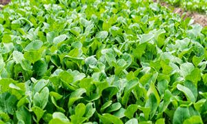 蔬菜行業市場分析 農業部：切實做好寒潮防范應對 確保蔬菜穩產保供