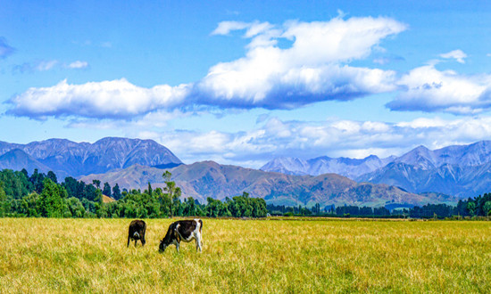 中國奶牛養(yǎng)殖牧場規(guī)模分析調(diào)研2023