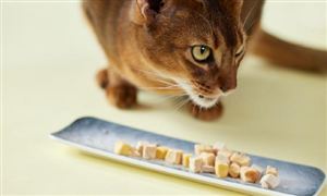 凍干貓糧的優勢是什么?凍干貓糧行業市場深度分析報告