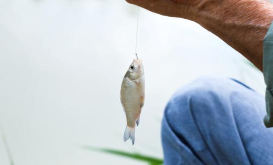 廣西靈山淡水魚苗產(chǎn)業(yè)發(fā)展現(xiàn)狀 2023淡水魚苗行業(yè)發(fā)展前景研究