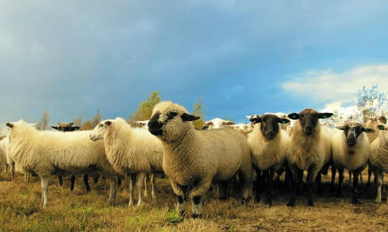 肉羊高質(zhì)量發(fā)展有了新舉措 肉羊行業(yè)市場分析調(diào)研2023