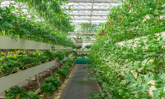 無土栽培蔬萊產業市場需求 無土栽培蔬萊產業消費趨勢預測