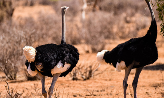 鴕鳥養殖產業發展概況 鴕鳥養殖產業市場前景如何