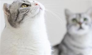 寵物食品市場需求 2023寵物食品行業態勢及投資分析