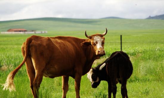 健康養殖市場調研 2023健康養殖行業市場投資及發展分析報告