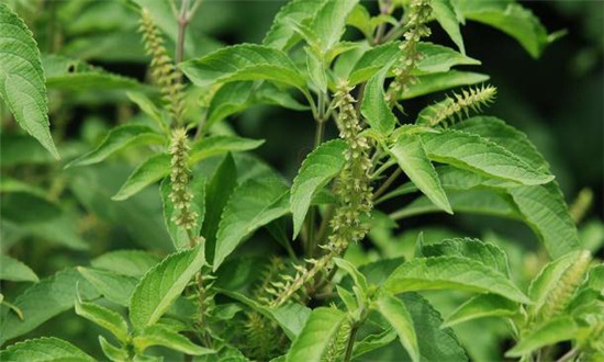 丁香羅勒行業發展趨勢及市場現狀分析