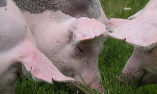 2023生豬養(yǎng)殖屠宰行業(yè)市場投資策略預(yù)測