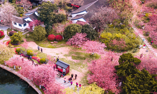 2-3月賞花類度假產品預訂量同比暴增880% 多個賞花目的地啟動春日旅游活動