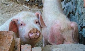 畜牧行業深度分析報告2023