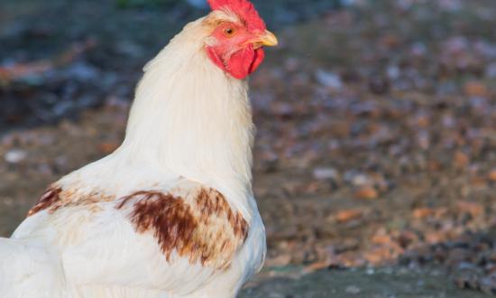 國內肉禽市場分析 肉禽行業前景及現狀分析2023