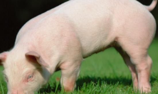 乳豬養殖市場前景 乳豬養殖行業深度分析2023
