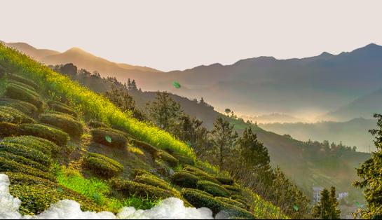 茶葉電商市場發展如何？  茶葉電商市場未來潛力預測2023 