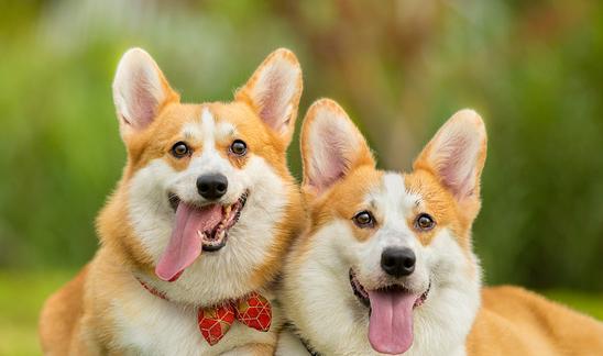 中國寵物寄存處行業市場調研分析2023  預計市場規模將達到4456億元