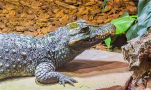 鱷魚養(yǎng)殖行業(yè)市場投資建議2023  鱷魚養(yǎng)殖業(yè)前景廣闊