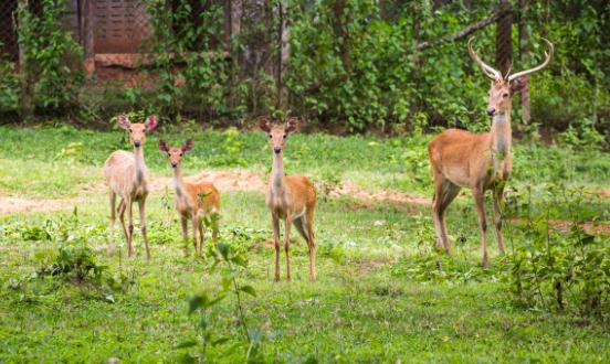 2023動物園產業調研及發展現狀分析