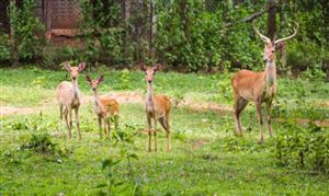 2023動物園產業調研及發展現狀分析