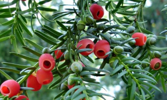 紅豆杉行業(yè)市場需求分析 紅豆杉行業(yè)發(fā)展前景及投資 