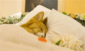 寵物殯葬市場投資潛力 寵物殯葬行業發展現狀及前景分析