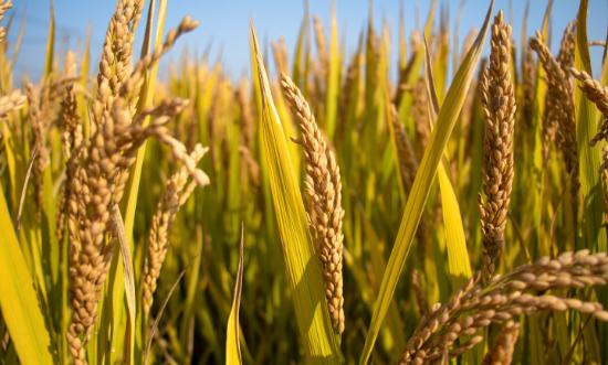 2023稻谷加工行業(yè)市場發(fā)展分析