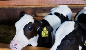 2023年中國畜牧服務行業發展前景