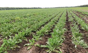 板藍根行業市場分析及板藍根行業市場前景分析