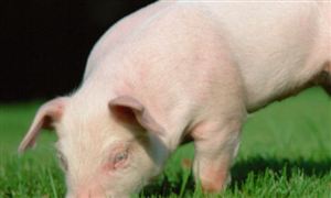 多省生豬價格“破7” 2023生豬市場發展現狀及前景分析