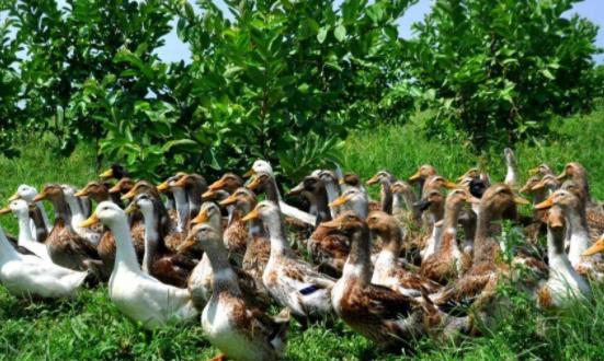 生態養殖行業發展前景投資分析