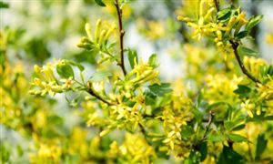 2023連翹行業(yè)市場發(fā)展現(xiàn)狀及趨勢預測分析