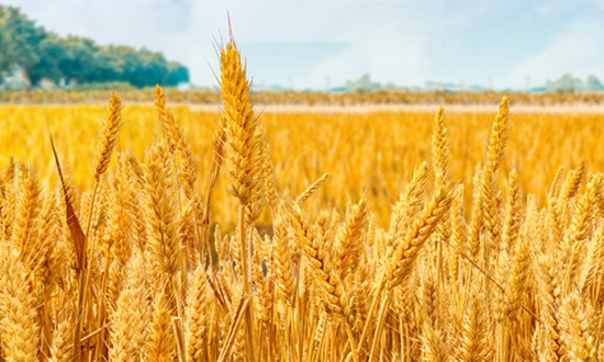 谷物飼料行業供需格局及市場分析