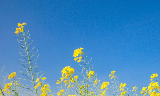 2023年中國特色農業旅游行業發展趨勢預測