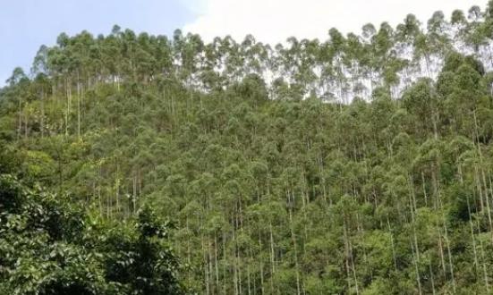 廣西林木行業(yè)發(fā)展現(xiàn)狀及投資環(huán)境評(píng)估2023