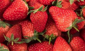 我國草莓消費以鮮食為主 產(chǎn)銷方式單一 草莓栽培行業(yè)市場深度分析及發(fā)展規(guī)劃咨詢綜合研究報告