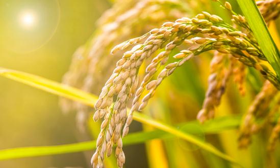 2023高效農(nóng)業(yè)市場(chǎng)現(xiàn)狀及前景分析