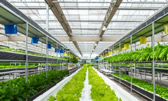 2023蔬菜加工市場需求與未來發展趨向分析