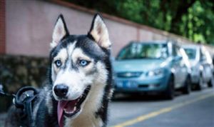 寵物消費市場分析 直播帶貨品牌發展新機遇分析2023